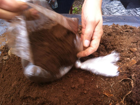 Preparação do substrato: terra vegetal com borras de café, preparado por cada aluno.